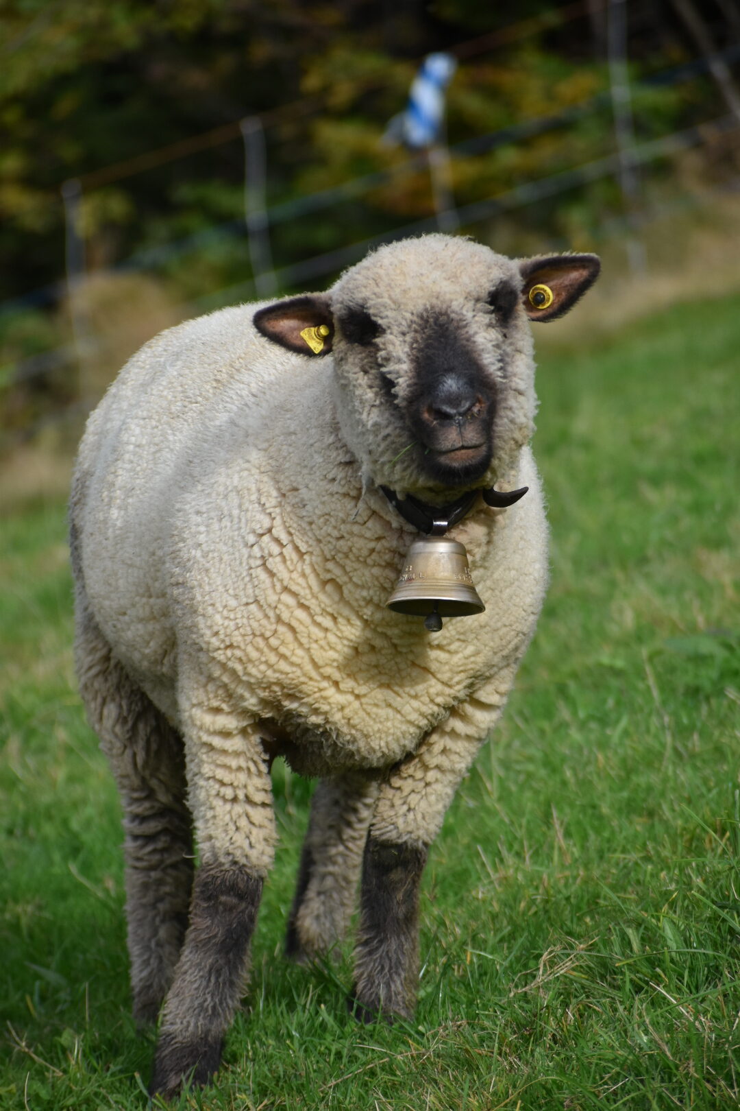 DSC_0907_8